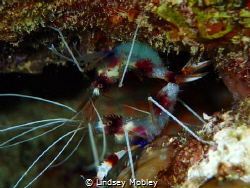 Coral banded shrimp by Lindsey Mobley 